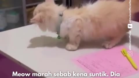 MEOW BETUL-BETUL MARAH GUYSS 😭😭😭😭 #ohbulan #santai #meow #kucing #marah #vet