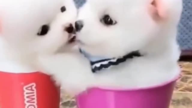 Cute Dogs and Puppies Compilation 2021