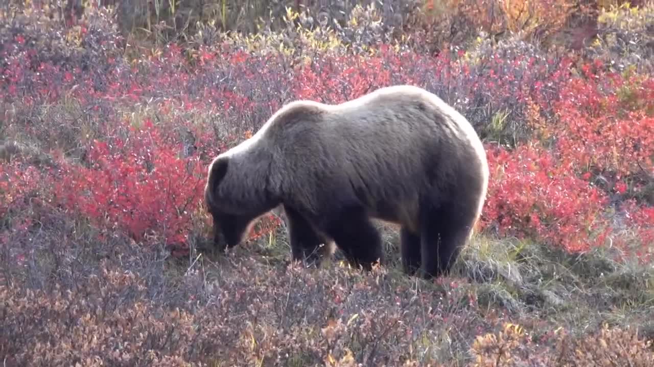 Grizzly Berry Picking