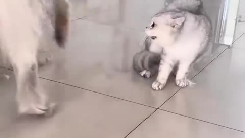 Cat fighting Vs Dog