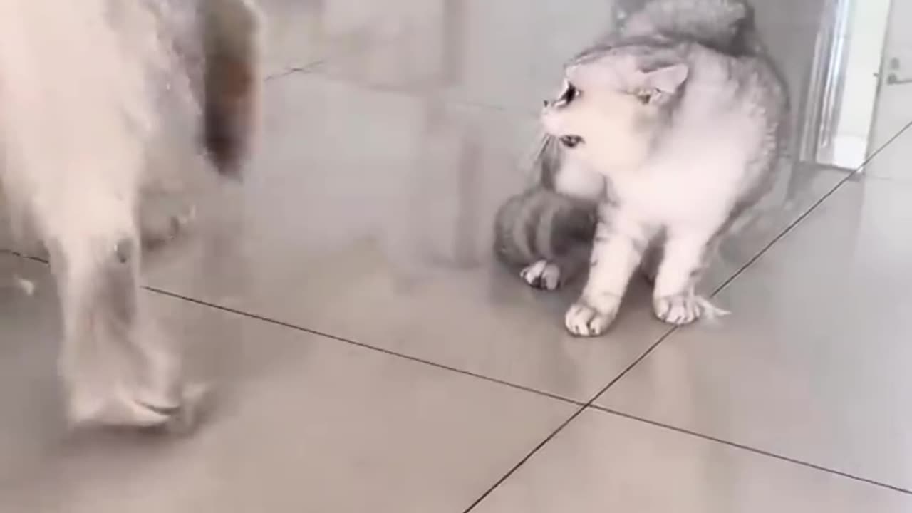 Cat fighting Vs Dog