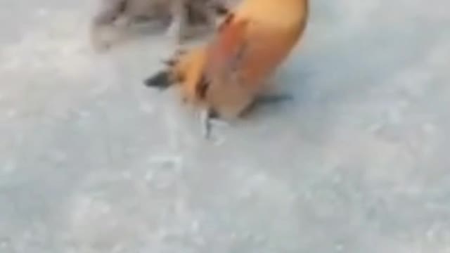 Chicken VS Dog Fight - Funny Dog Fight Videos