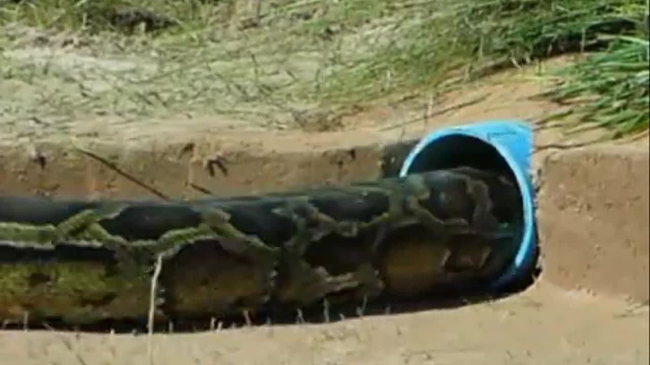 A BUILT UNDERGROUND SNAKE TRAP USING TRAY AND CHICKEN CATCH- PRIMITIVE TECH