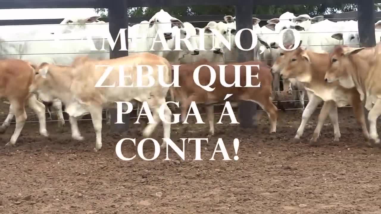 CRUZAMENTO SINDI COM NELORE