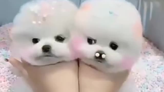 Little Baby Puppy Funny Video🐶