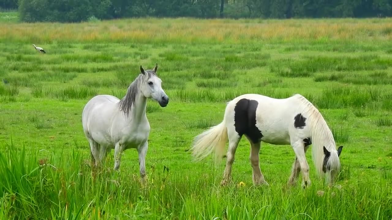 View + Horse= Amazing 😍
