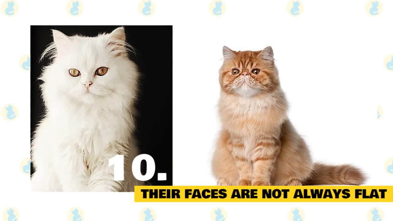 Persian Cats 101 : Fun Facts & Myths