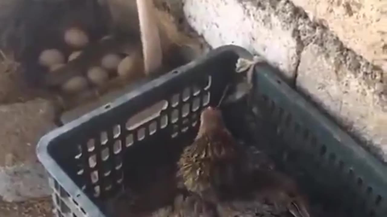 Momma Hen Vs Cobra