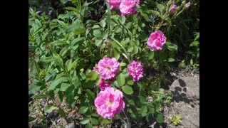 Blooming All Season Rosa Angel Wings June 2021