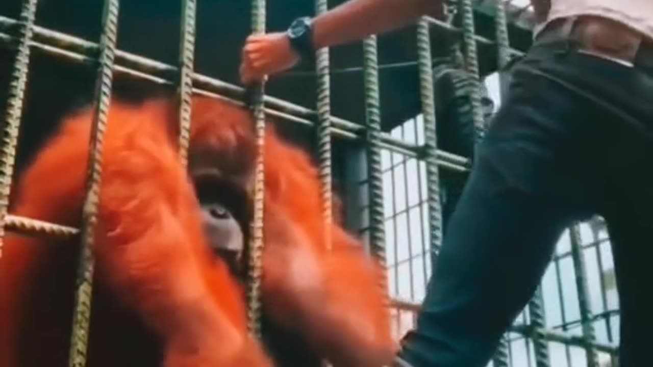 Orangutan attack on human.