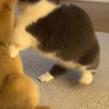 Fanny Cat Video and Cute Cat Video