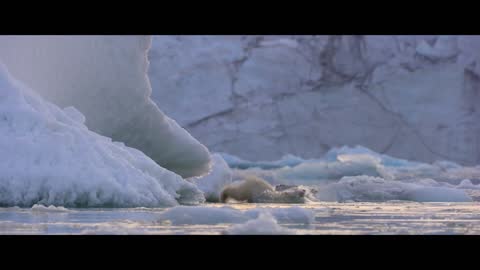 Bande-annonce officielle Ours polaire de Disneynature