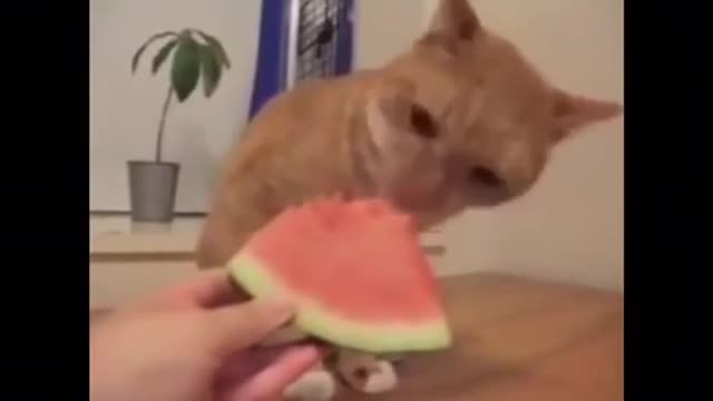 The cat eats watermelon very appetizing