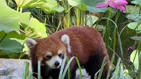 The red panda