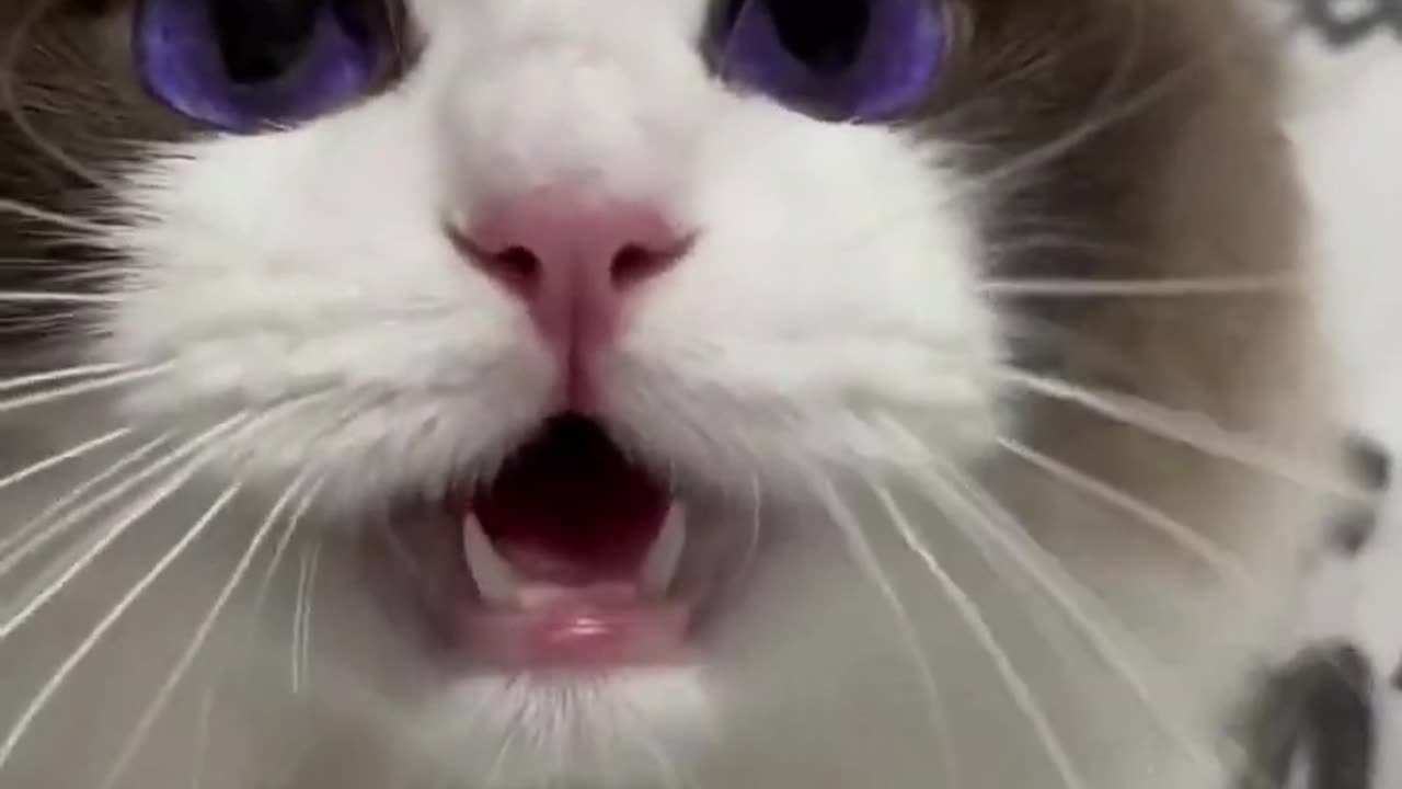 Cute Cats & Funny Cats 😍😍😅😅 #shorts #cats #viral #mmvcats
