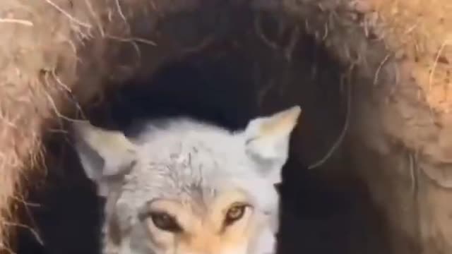 Watch as a female coyote defends her puppies as the camera man gets too close