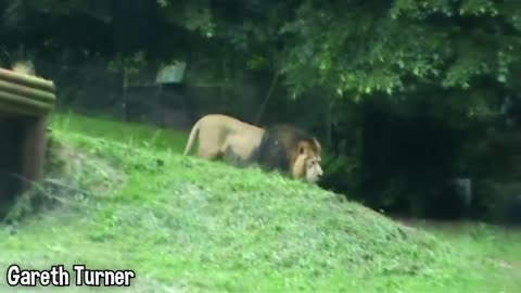 glass that wasnt strong enough at zoos