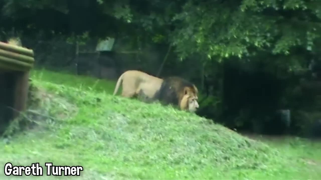 glass that wasnt strong enough at zoos