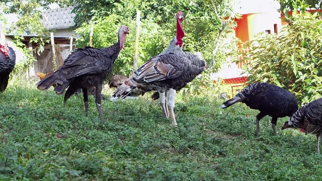 A batch of turkey