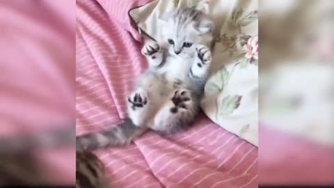 Baby Cats - Cute and Funny Cat Videos Compilation #30