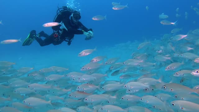 Person Diving In The Ocean