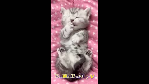 😺 The most beautiful kittens in the world! 🐈 Videos of funny cats and kittens for a good mood! 😻