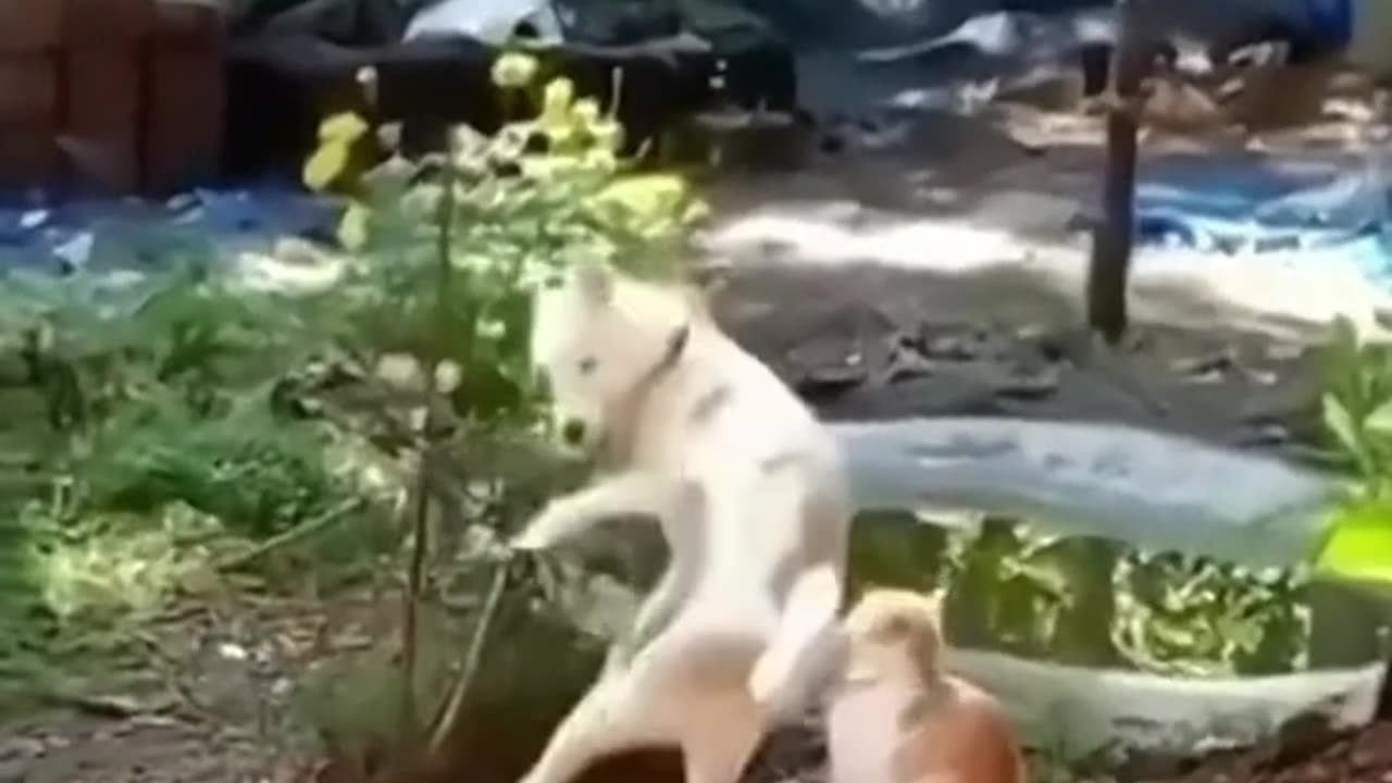 funny cats vs dogs