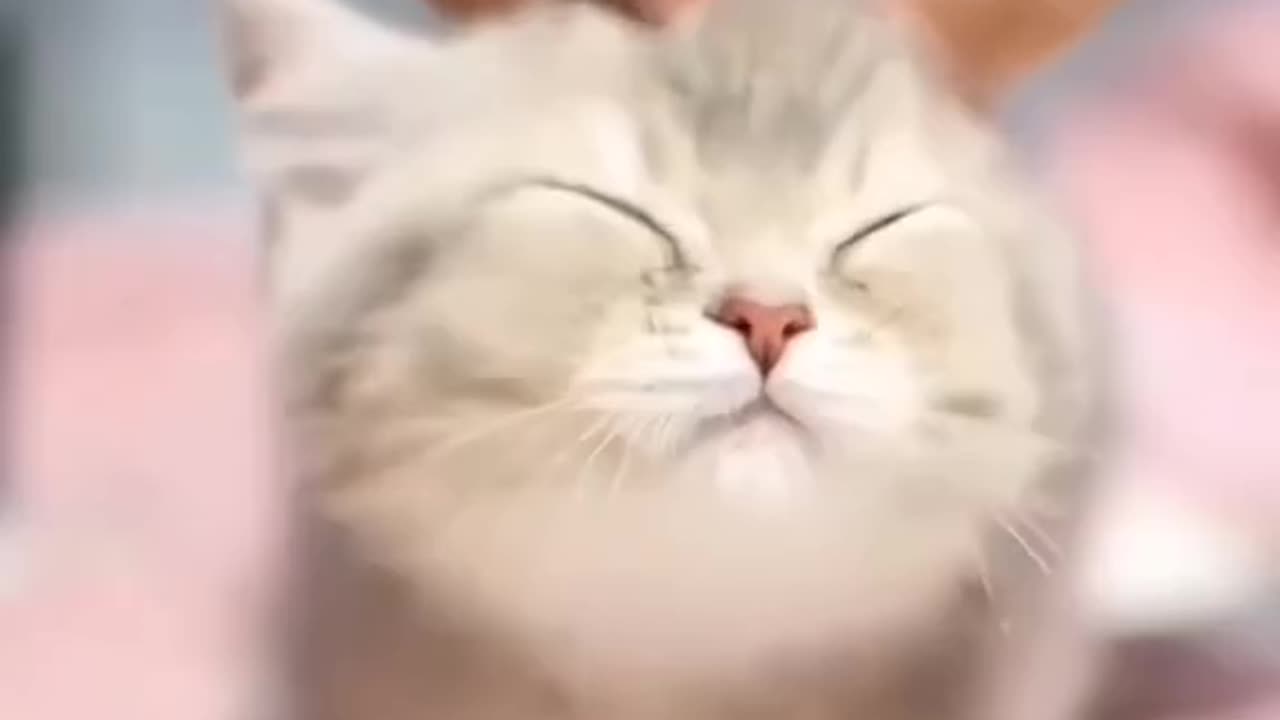 cute cats