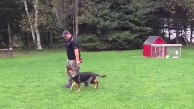 Mastering the art of attention in just one week🐕‍🦺 German Shepherd dog training