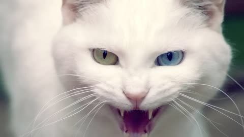 Angry cat 🐈😺😺 ringtone