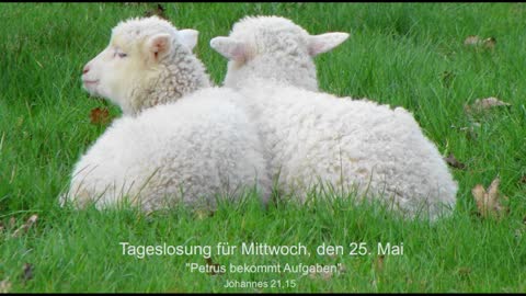 Tageslosung für Mittwoch, den 25. Mai