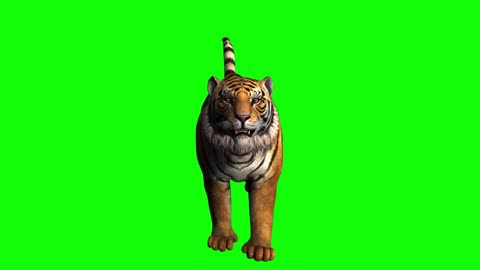 running composite animal tiger