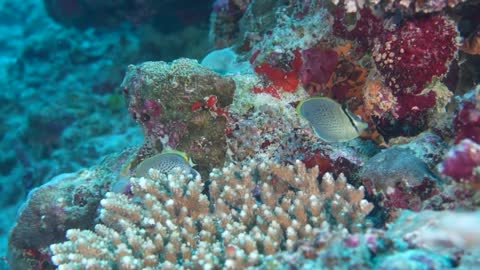 Fuvahmulah, Maldives - a unique scuba diving experience __ tiger sharks & tresher sharks