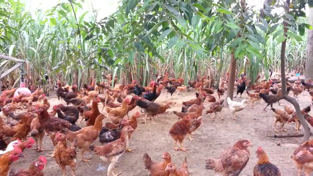 Ayam Kampung - Nuralis Agro Sdn. Bhd. (Sihat dan Berkhasiat)