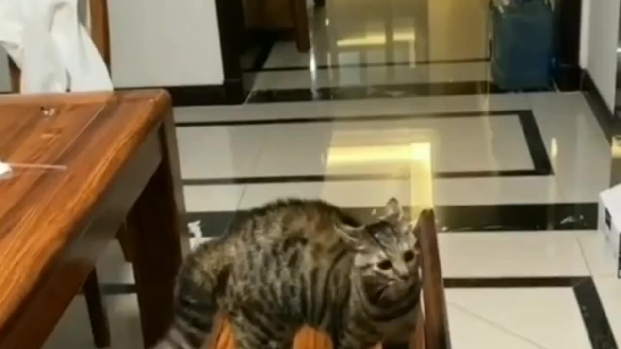 Jumping Tabby Cat