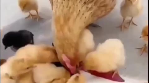 Family chicken