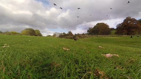 360° Red Kite Bird Feeding Frenzy 4k _ BBC Earth Unplugged