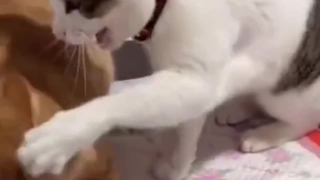 THE BEST OF SMART, CUTE AND FUNNY ANIMAL VIDEOS (Compilation)