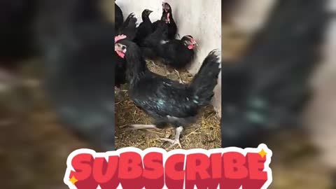 Nice black cock i like it 2021