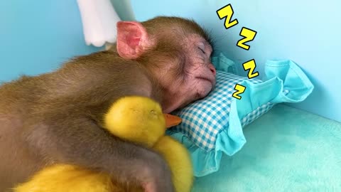 The monkey draws and plays🐒
