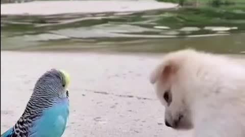 Puppy and Parrot is The Best Friend