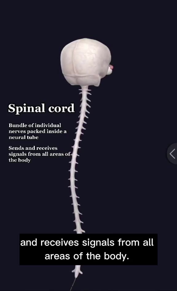 Our body is largely electric