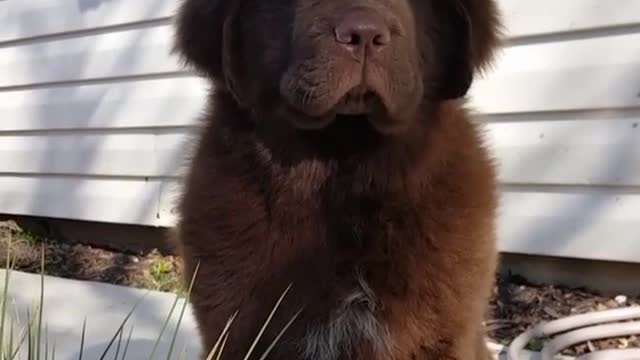 Adorable huge puppy contemplates life