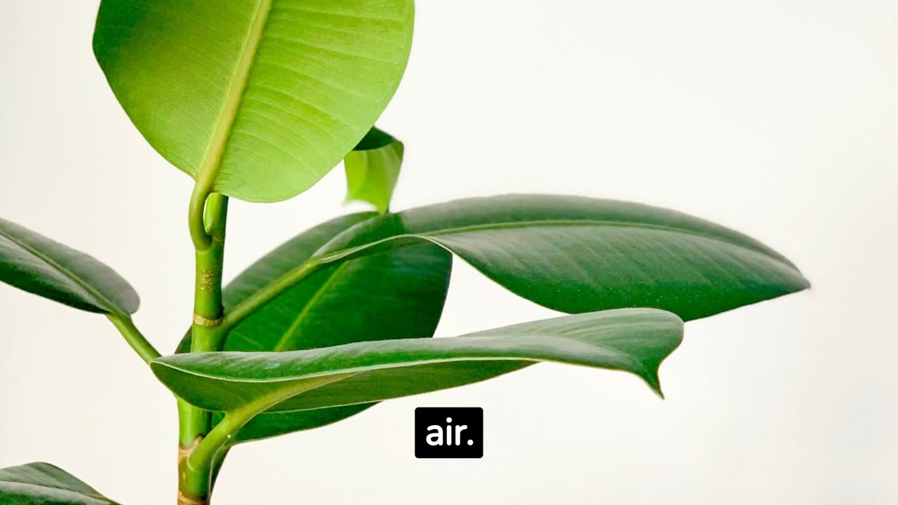 10 Best indoor plants for clean air, Best indoor plants