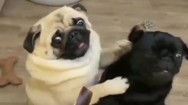 Discover the Real Funniest Dog Videos - Best Funny Pet Videos 2022