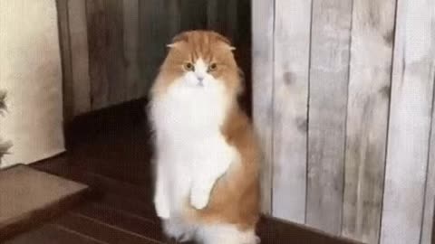 Cute Cat Gif