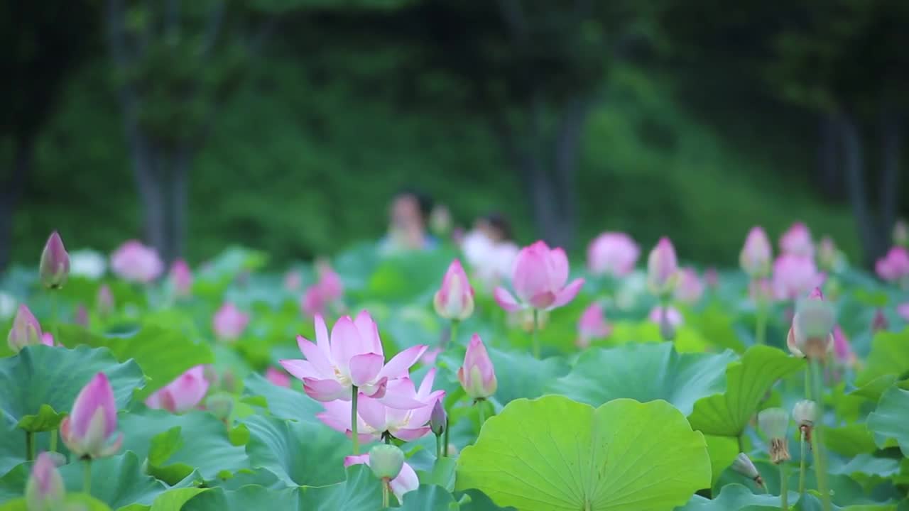 Lotus field