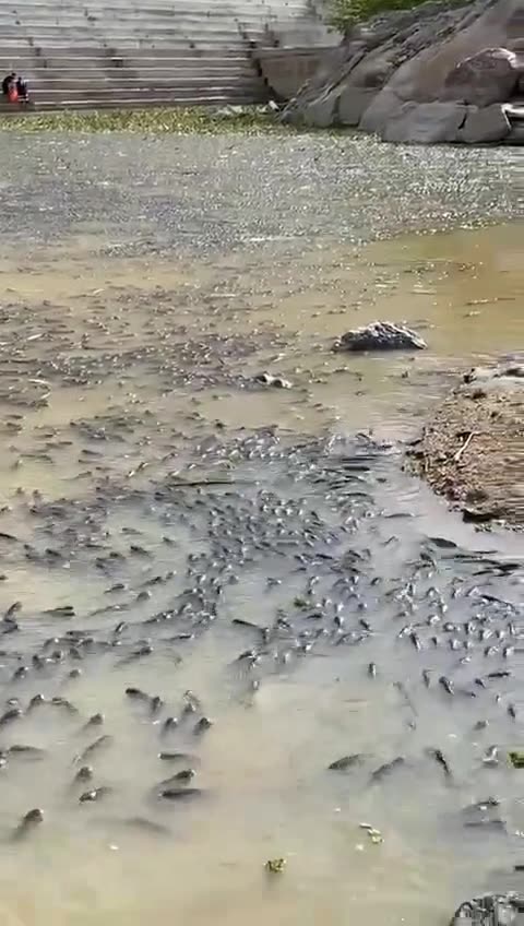 A volta da Indústria da Seca.