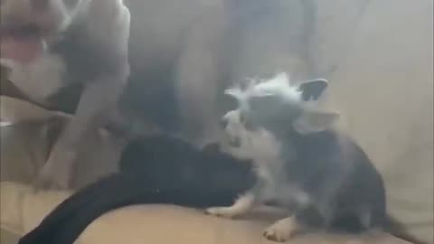 Cat and Baby dog