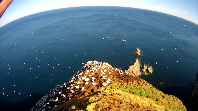 Gannets courting & preening Gannet colony